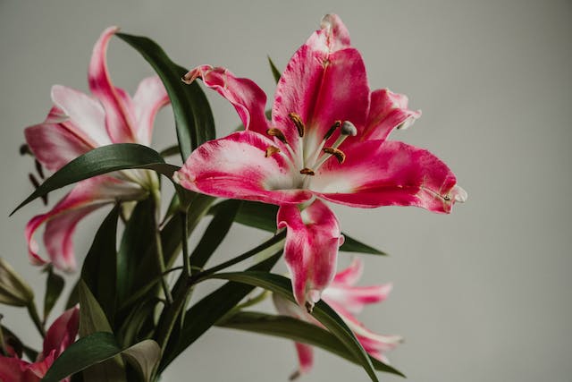 Ter plantas em casa ajuda no bem estar e até no sono